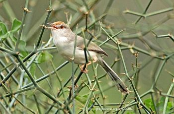 Rufous-fronted Prinia